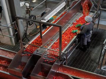 टोमॅटोवर प्रक्रिया करा आणि तुम्हीच ठरवा त्याचा भाव - Marathi News | Process the tomatoes and decide the price | Latest agriculture News at Lokmat.com टोमॅटोवर प्रक्रिया करा आणि तुम्हीच ठरवा त्याचा भाव - Marathi News | Process the tomatoes and decide the price | Latest agriculture News at Lokmat.com