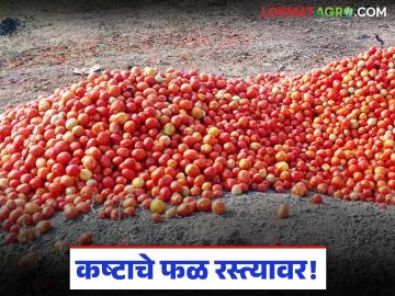 कष्टाचे फळ रस्त्यावर! २६ क्विंटल टोमॅटो फेकताना शेतकऱ्याच्या डोळ्यात पाणी - Marathi News | The fruits of hard work are on the road! Tears in farmer's eyes as he throws 26 quintals of tomatoes | Latest News at Lokmat.com