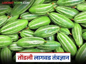 Tondli Farming : परंपरेची चव आणि आरोग्याचा सल्ला; तोंडली लागवडीतून दुहेरी फायदा! वाचा सविस्तर - Marathi News | latest news Tondli farming: Traditional taste and health advice; Double benefit from Tondli cultivation! Read in detail | Latest News at Lokmat.com