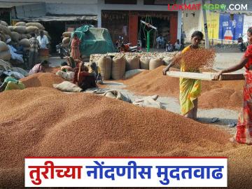 Tur Procurement: तुरीच्या नाफेड नोंदणीसाठी आता 'ही' आहे डेडलाइन वाचा सविस्तर - Marathi News | Tur Procurement: Now the deadline for Turi's NAFED registration is 'here', read in detail | Latest News at Lokmat.com