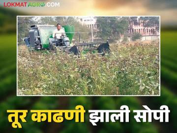 Toor Harvesting : एकरभर तुरीची हार्वेस्टरव्दारे अर्ध्या तासात सोंगणी वाचा सविस्तर - Marathi News | Toor Harvesting : Tur Harvester New Technology Useful For Farmer | Latest News at Lokmat.com