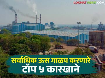 राज्यात 'या' साखर कारखान्याने केले सर्वाधिक उस गाळप; साखर उताऱ्यात कोण पुढे? - Marathi News | 'This' sugar factory in Pune district crushed the most sugarcane in the state; Who is ahead in sugar extraction? | Latest News at Lokmat.com राज्यात 'या' साखर कारखान्याने केले सर्वाधिक उस गाळप; साखर उताऱ्यात कोण पुढे? - Marathi News | 'This' sugar factory in Pune district crushed the most sugarcane in the state; Who is ahead in sugar extraction? | Latest News at Lokmat.com