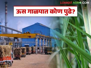 पुणे जिल्ह्याला मागे टाकत सर्वाधिक ऊस गाळप करण्यात 'हा' जिल्हा आला राज्यात टॉपवर - Marathi News | This district has topped in the state for max sugarcane crushing surpassing Pune district | Latest News at Lokmat.com पुणे जिल्ह्याला मागे टाकत सर्वाधिक ऊस गाळप करण्यात 'हा' जिल्हा आला राज्यात टॉपवर - Marathi News | This district has topped in the state for max sugarcane crushing surpassing Pune district | Latest News at Lokmat.com