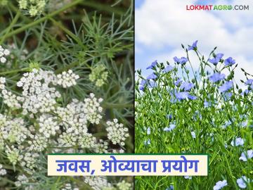 Traditional Crops Cultivation : पारंपरिक पिकांकडे वाटचाल; जवस, ओव्याची लागवड वाचा सविस्तर - Marathi News | latest news Traditional Crops Cultivation: Moving towards traditional crops; Read in detail about the cultivation of flax, oat | Latest News at Lokmat.com Traditional Crops Cultivation : पारंपरिक पिकांकडे वाटचाल; जवस, ओव्याची लागवड वाचा सविस्तर - Marathi News | latest news Traditional Crops Cultivation: Moving towards traditional crops; Read in detail about the cultivation of flax, oat | Latest News at Lokmat.com