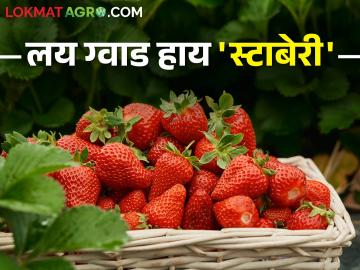आदिवासी शेतकऱ्यांचा सेंद्रिय स्ट्रॉबेरी शेतीचा पॅटर्न देतोय भातापेक्षा अधिक उत्पन्न - Marathi News | Organic strawberry farming pattern of tribal farmers is yielding more income than rice | Latest News at Lokmat.com