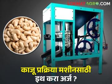 काजू प्रक्रिया मशीन घ्यायचीय, इथं मिळतंय 100 टक्के अनुदान, आताच करा अर्ज?  - Marathi News | Latest News Various schemes to farmers through Tribal Development Department | Latest News at Lokmat.com