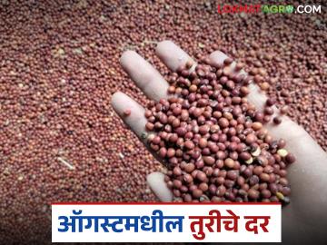 Tur Market : ऑगस्ट 2025 मध्ये तुरीला प्रति क्विंटल दर काय मिळतील, वाचा सविस्तर - Marathi News | Latest News Tur Market What will be per quintal price of tur in August 2025, read in detail | Latest News at Lokmat.com Tur Market : ऑगस्ट 2025 मध्ये तुरीला प्रति क्विंटल दर काय मिळतील, वाचा सविस्तर - Marathi News | Latest News Tur Market What will be per quintal price of tur in August 2025, read in detail | Latest News at Lokmat.com