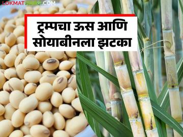 ट्रम्पचा झटका कापूस, सोयाबीन अन् इथेनॉल उत्पादकांना फटका; शेतकऱ्यांचे कंबरडे मोडणार - Marathi News | Trump's blow will hit cotton, soybean and ethanol producers; Farmers' backs will be broken | Latest News at Lokmat.com ट्रम्पचा झटका कापूस, सोयाबीन अन् इथेनॉल उत्पादकांना फटका; शेतकऱ्यांचे कंबरडे मोडणार - Marathi News | Trump's blow will hit cotton, soybean and ethanol producers; Farmers' backs will be broken | Latest News at Lokmat.com