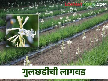 ह्या फुलाला असतो वर्षभर बाजारभाव; कशी कराल लागवड? - Marathi News | Tuberose flower has a market price throughout the year; How to cultivate? | Latest News at Lokmat.com ह्या फुलाला असतो वर्षभर बाजारभाव; कशी कराल लागवड? - Marathi News | Tuberose flower has a market price throughout the year; How to cultivate? | Latest News at Lokmat.com