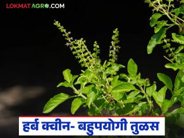 Healthy Tulas : तुळस म्हणजे 'मेडिसिनची राणी', हिवाळ्यात तुळशीची पाने खाणे फायदेशीर ठरते का? - Marathi News | Latest News healthy Tulas Benefits of Tulsi leaves in winter | Latest News at Lokmat.com