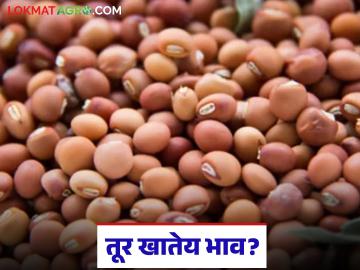 Tur Bajar Bhav : राज्याच्या बाजारात तूर खातेय का भाव? वाचा आजचे तूर बाजारभाव - Marathi News | Tur Bazaar Bhav: Is the price of tur falling in the state market? Read today's tur market price | Latest News at Lokmat.com Tur Bajar Bhav : राज्याच्या बाजारात तूर खातेय का भाव? वाचा आजचे तूर बाजारभाव - Marathi News | Tur Bazaar Bhav: Is the price of tur falling in the state market? Read today's tur market price | Latest News at Lokmat.com