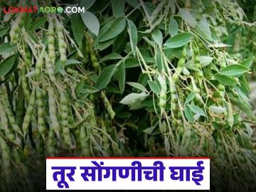 Tur Crop Harvesting : ढगांनी वाढवली शेतकऱ्यांची चिंता; पावसाच्या भीतीने तूर सोंगणीसाठी रात्रंदिवस धावपळ - Marathi News | latest news Tur Crop Harvesting: Clouds increase farmers' concerns; Fear of rain prompts them to rush day and night to harvest Tur | Latest News at Lokmat.com Tur Crop Harvesting : ढगांनी वाढवली शेतकऱ्यांची चिंता; पावसाच्या भीतीने तूर सोंगणीसाठी रात्रंदिवस धावपळ - Marathi News | latest news Tur Crop Harvesting: Clouds increase farmers' concerns; Fear of rain prompts them to rush day and night to harvest Tur | Latest News at Lokmat.com