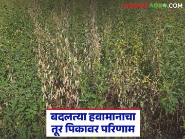 Tur Crop Management : बदलत्या हवामानाचा तूर पिकावर परिणाम; तज्ज्ञांनी सांगितले 'हे' उपाय वाचा सविस्तर - Marathi News | latest news Tur Crop Management: Impact of changing climate on Tur crop; Experts suggested 'this' solution Read in detail | Latest News at Lokmat.com Tur Crop Management : बदलत्या हवामानाचा तूर पिकावर परिणाम; तज्ज्ञांनी सांगितले 'हे' उपाय वाचा सविस्तर - Marathi News | latest news Tur Crop Management: Impact of changing climate on Tur crop; Experts suggested 'this' solution Read in detail | Latest News at Lokmat.com