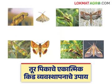 Tur Crop Pest Control : तूर पिकाचे रक्षण कसे कराल? तज्ज्ञांनी सांगितले एकात्मिक किड व्यवस्थापनाचे उपाय - Marathi News | latest news Tur Crop Pest Control: How to protect the Tur crop? Experts told about integrated pest management solutions | Latest smart-farming News at Lokmat.com