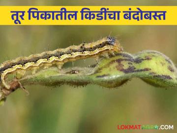 तूर पिकातील किडींच्या नियंत्रणासाठी ह्या आहेत सोप्या तीन पद्धती - Marathi News | Here are three simple methods for pest control in tur pigeon pea crops | Latest News at Lokmat.com तूर पिकातील किडींच्या नियंत्रणासाठी ह्या आहेत सोप्या तीन पद्धती - Marathi News | Here are three simple methods for pest control in tur pigeon pea crops | Latest News at Lokmat.com