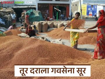 डिसेंबर ते मार्च महिन्यात तुरीचे दर थंडावलेलेचं, वाचा मागील दोन वर्षे या काळात दर कसे होते?  - Marathi News | Latest news Tur Market prices of tur have cooled down from December to March | Latest News at Lokmat.com