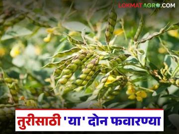 तूर पिकावर 'या' दोन फवारण्या करा, किडींच्या नियंत्रणासाठी महत्वाचा उपाय, वाचा सविस्तर  - Marathi News | Latest News Tur Crop Management of pod borer larvae in pigeon pea see details | Latest News at Lokmat.com