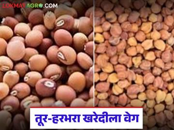 Tur Harbhara Kharedi : वाशिममध्ये तूर-हरभरा खरेदीचा धडाका; हजारो क्विंटल माल खरेदी - Marathi News | latest news Tur Harbhara Kharedi: Tur Harbhara purchase boom in Washim; Thousands of quintals of goods purchased | Latest News at Lokmat.com