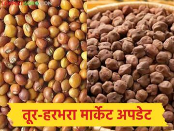 Tur Harbhara Market : तूर-हरभरा मार्केट अपडेट ; 'या' बाजारात दरात उसळी, कुठे घसरले भाव? - Marathi News | latest news Tur Harbhara Market: Tur-Harbhara Market Update: Prices have jumped in this market, where have prices fallen? | Latest News at Lokmat.com