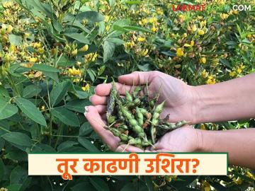 Tur Harvest Delay : तूर हंगाम लांबणार! थंडीमुळे काढणीला उशीर होण्याची शक्यता वाचा सविस्तर - Marathi News | latest news Tur Harvest Delay: Tur season to be extended! Harvest likely to be delayed due to cold weather Read in detail | Latest News at Lokmat.com