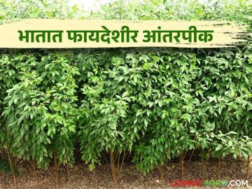 भात खाचराच्या बांधावर घ्या हे कडधान्याचे पिक अन् कमवा अधिकचा नफा - Marathi News | Take the paddy on the mule's saddle, the pulse crop and earn more profit | Latest News at Lokmat.com