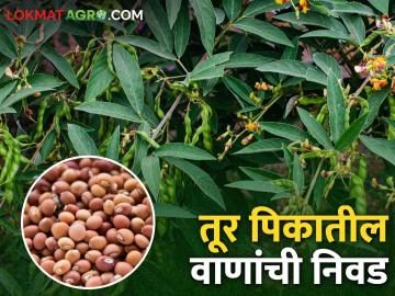 तूर पिकात काढणीच्या कालावधीनुसार व पिक पद्धतीप्रमाणे वाण कसे निवडाल? - Marathi News | How to select varieties according to harvesting period and cropping method in tur crop? | Latest News at Lokmat.com