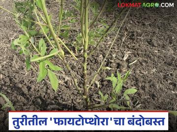 तुरीच्या खोडावर चट्टे पडतायत असू शकतोय 'हा' रोग; कसे कराल नियंत्रण? वाचा सविस्तर - Marathi News | This disease may be causing scars on the stem of pigeon pea crop; How to control it | Latest News at Lokmat.com तुरीच्या खोडावर चट्टे पडतायत असू शकतोय 'हा' रोग; कसे कराल नियंत्रण? वाचा सविस्तर - Marathi News | This disease may be causing scars on the stem of pigeon pea crop; How to control it | Latest News at Lokmat.com