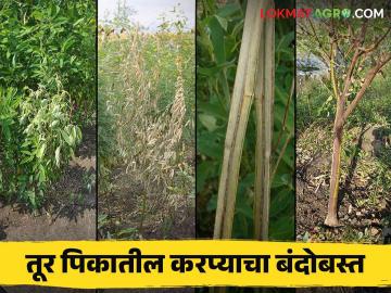 Tur Karpa : तूर पिकातील खोडावरील करपा रोगाचे कसे कराल व्यवस्थापन - Marathi News | Tur Karpa : How to manage stem blight disease in tur pigeon pea crop | Latest News at Lokmat.com