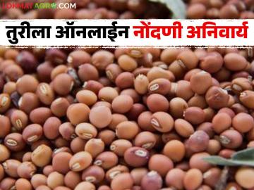 Tur Kharedi : तूर शेतकऱ्यांनो लक्ष द्या; ऑनलाईन नोंदणीशिवाय हमीभाव खरेदी नाही - Marathi News | latest news Tur Kharedi: Tur farmers, pay attention; No guaranteed price purchase without online registration | Latest News at Lokmat.com
