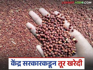 Tur Kharedi : केंद्र सरकार पीएसएस योजनेअंतर्गत १०० टक्के तूर खरेदी करणार - Marathi News | Tur Kharedi : Central government will purchase 100 percent tur under PSS scheme | Latest News at Lokmat.com