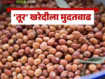 Tur Kharedi : हमीभावाने तूर खरेदी ऑनलाईन नोंदणीसाठी ३० दिवसांची मुदतवाढ - Marathi News | Tur Kharedi : 30 days extension for tur procurement online registration with minimum support price | Latest News at Lokmat.com