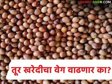 Tur Kharedi : तूर खरेदीचा वेग वाढणार का? दीड महिन्यात साडेतीन टक्केच खरेदी - Marathi News | latest news Tur Kharedi: Will the pace of tur purchases increase? Only three and a half percent purchases in one and a half months | Latest News at Lokmat.com Tur Kharedi : तूर खरेदीचा वेग वाढणार का? दीड महिन्यात साडेतीन टक्केच खरेदी - Marathi News | latest news Tur Kharedi: Will the pace of tur purchases increase? Only three and a half percent purchases in one and a half months | Latest News at Lokmat.com