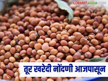 राज्यात तूर खरेदीसाठी नोंदणी आजपासून सुरु होणार; खरेदीनंतर ७२ तासात पैसे देण्याचे आदेश - Marathi News | Registration for purchase of tur in the state will start from today; Order to pay within 72 hours after purchase | Latest News at Lokmat.com राज्यात तूर खरेदीसाठी नोंदणी आजपासून सुरु होणार; खरेदीनंतर ७२ तासात पैसे देण्याचे आदेश - Marathi News | Registration for purchase of tur in the state will start from today; Order to pay within 72 hours after purchase | Latest News at Lokmat.com