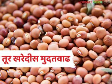 Tur Kharedi : तूर खरेदीची मुदत वाढली; अजून किती दिवस मिळाले? लगेच जाणून घ्या - Marathi News | latest news Tur Kharedi: The deadline for purchasing Tur has been extended; How many more days do you have? Find out immediately | Latest News at Lokmat.com