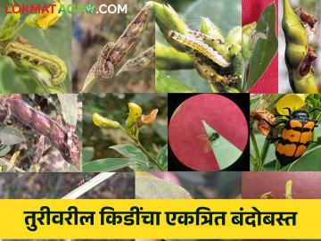 तूर पिकातील किडींचे एकात्मिक व्यवस्थापन करण्यासाठी उपाय - Marathi News | Solutions for integrated pest management in tur pigeon pea crop | Latest News at Lokmat.com तूर पिकातील किडींचे एकात्मिक व्यवस्थापन करण्यासाठी उपाय - Marathi News | Solutions for integrated pest management in tur pigeon pea crop | Latest News at Lokmat.com