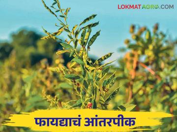 आंतरपिकासाठी हे कडधान्य वर्गीय पिक ठरतंय उत्तम पर्याय - Marathi News | This pulse crop is the best option for intercropping in kharif | Latest News at Lokmat.com