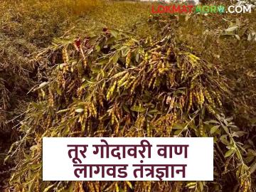 Godawari Tur : यंदाही गोदावरी तुरीचे भरघोस उत्पादन घ्यायचंय, 'या' गोष्टी समजून घ्या! - Marathi News | Latest News Understand cultivation technology of Godavari variety for tur farming | Latest News at Lokmat.com Godawari Tur : यंदाही गोदावरी तुरीचे भरघोस उत्पादन घ्यायचंय, 'या' गोष्टी समजून घ्या! - Marathi News | Latest News Understand cultivation technology of Godavari variety for tur farming | Latest News at Lokmat.com