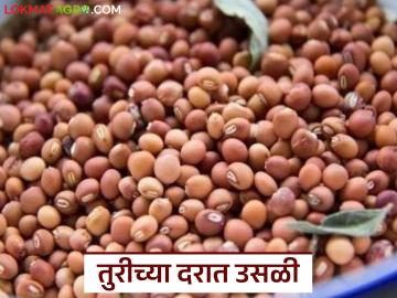 Tur Market : नव्या वर्षाची सुरुवातच भाववाढीने; तूर हमीभाव गाठणार? वाचा सविस्तर - Marathi News | latest news Tur Market: The new year begins with a price hike; Will Tur reach the guaranteed price? Read in detail | Latest News at Lokmat.com