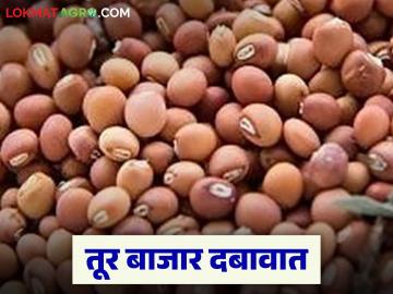 tur bajar bhav : तूर बाजारात मोठी घसरण; आवक कमी तरी दर वाढत नाहीत - Marathi News | latest news Tur bajar bhav: Big decline in the Tur market; Prices are not increasing even though arrivals are low | Latest News at Lokmat.com