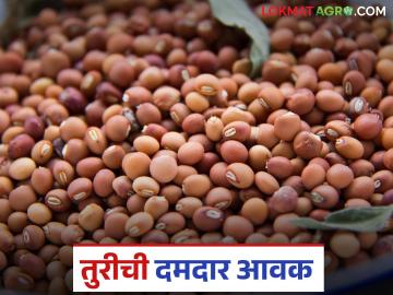 Tur Bajarbhav : 'या' बाजारात तुरीची दमदार आवक; दर वाढतील की घसतील? वाचा सविस्तर - Marathi News | latest news Tur Bajarbhav: Strong arrival of tur in 'this' market; Will prices increase or decrease? Read in detail | Latest News at Lokmat.com Tur Bajarbhav : 'या' बाजारात तुरीची दमदार आवक; दर वाढतील की घसतील? वाचा सविस्तर - Marathi News | latest news Tur Bajarbhav: Strong arrival of tur in 'this' market; Will prices increase or decrease? Read in detail | Latest News at Lokmat.com