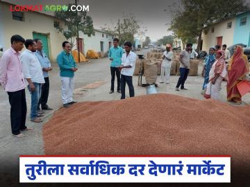 मागील वर्षी 'या' बाजारात तुरीला मिळाला होता सर्वाधिक दर; वाचा आता काय मिळतोय दर? - Marathi News | Last year, the highest price was paid for 'this' market; read what price is being paid now? | Latest market-yard News at Lokmat.com