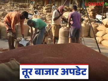 Tur Market : तुरीची आवक दुप्पट; हमीभाव मिळतोय काय? वाचा सविस्तर - Marathi News | latest news Tur Market: Tur arrivals double; Are we getting guaranteed prices? Read in detail | Latest News at Lokmat.com
