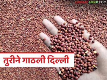 Tur Market : वाशिमची तूर थेट दिल्ली बाजारात; शेतकऱ्यांना क्विंटलमागे मिळाला मोठा नफा - Marathi News | latest news Tur Market: Washim's tur directly to Delhi market; Farmers get big profit per quintal | Latest News at Lokmat.com