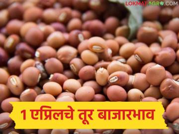Tur Bajarbhav : लाल की पांढरी? तुरीला कुठे मिळतोय जास्त भाव? वाचा सविस्तर - Marathi News | latest news Tur Bajarbhav: Red or white? Where is Tur getting higher price? Read in detail | Latest News at Lokmat.com