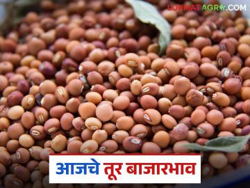 Tur bajar bhav : बाजारपेठेत तुरीच्या दरात तेजी की मंदी; जाणून घ्या आजचे बाजारभाव सविस्तर - Marathi News | latest news Tur bajar bhav: Is the price of tur rising or falling in the market; Know today's market price in detail | Latest News at Lokmat.com Tur bajar bhav : बाजारपेठेत तुरीच्या दरात तेजी की मंदी; जाणून घ्या आजचे बाजारभाव सविस्तर - Marathi News | latest news Tur bajar bhav: Is the price of tur rising or falling in the market; Know today's market price in detail | Latest News at Lokmat.com