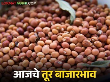 Tur Bajar Bhav : कारंजा-अमरावतीत मोठी आवक; लाल तुरीला सर्वाधिक मागणी वाचा सविस्तर - Marathi News | latest news Tur Bajar Bhav : Big arrival in Karanja-Amravati; Red Tur is in highest demand read in details | Latest News at Lokmat.com Tur Bajar Bhav : कारंजा-अमरावतीत मोठी आवक; लाल तुरीला सर्वाधिक मागणी वाचा सविस्तर - Marathi News | latest news Tur Bajar Bhav : Big arrival in Karanja-Amravati; Red Tur is in highest demand read in details | Latest News at Lokmat.com