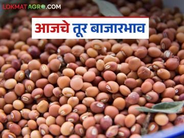 Tur bajar bhav : तुरीच्या आवकेत चढ-उतार! आज कोणत्या बाजारात सर्वाधिक भाव? वाचा सविस्तर - Marathi News | latest news Tur bajar bhav: Fluctuations in the arrival of tur! In which market the price is highest today? Read in detail | Latest News at Lokmat.com Tur bajar bhav : तुरीच्या आवकेत चढ-उतार! आज कोणत्या बाजारात सर्वाधिक भाव? वाचा सविस्तर - Marathi News | latest news Tur bajar bhav: Fluctuations in the arrival of tur! In which market the price is highest today? Read in detail | Latest News at Lokmat.com