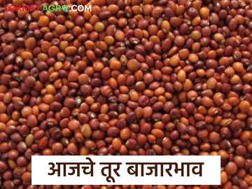 Tur bajar bhav : हिंगणघाटात तूर दराने गाठला शिखर; वाचा आजचे तूर बाजारभाव सविस्तर - Marathi News | latest news Tur bajar bhav: Tur price reached its peak in Hinganghat; Read today's tur market price in detail | Latest News at Lokmat.com Tur bajar bhav : हिंगणघाटात तूर दराने गाठला शिखर; वाचा आजचे तूर बाजारभाव सविस्तर - Marathi News | latest news Tur bajar bhav: Tur price reached its peak in Hinganghat; Read today's tur market price in detail | Latest News at Lokmat.com