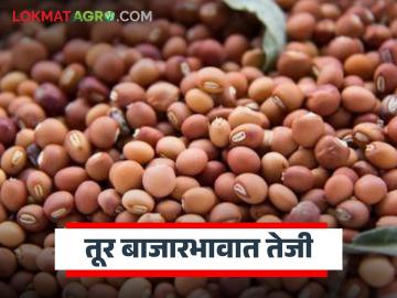 Tur Bajarbhav : तूर बाजारात तेजी; लाल जातीला जबरदस्त भाव वाचा सविस्तर - Marathi News | latest news Tur Bajarbhav: Tur market booming; Red variety fetches huge prices Read in detail | Latest News at Lokmat.com