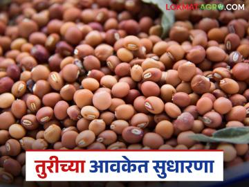 Tur bajar bhav : तुरीची आवक सुधारली, दर स्थिर; लाल जातीला चांगली मागणी वाचा सविस्तर - Marathi News | latest news Tur bajar bhav: Tur arrivals improved, prices stable; Good demand for red variety Read in detail | Latest News at Lokmat.com Tur bajar bhav : तुरीची आवक सुधारली, दर स्थिर; लाल जातीला चांगली मागणी वाचा सविस्तर - Marathi News | latest news Tur bajar bhav: Tur arrivals improved, prices stable; Good demand for red variety Read in detail | Latest News at Lokmat.com